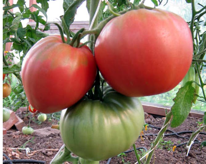 Сорта томатов Чудо земли - характеристика, описание плодов, отзывы садоводов, фото