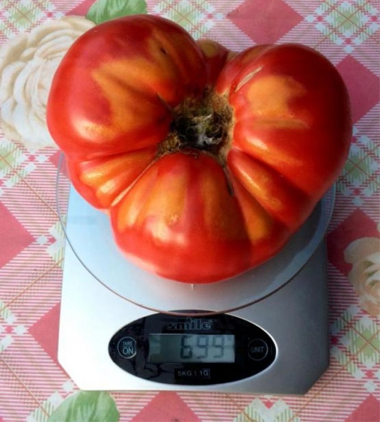 Сорта томатов Чудо земли - характеристика, описание плодов, отзывы садоводов, фото