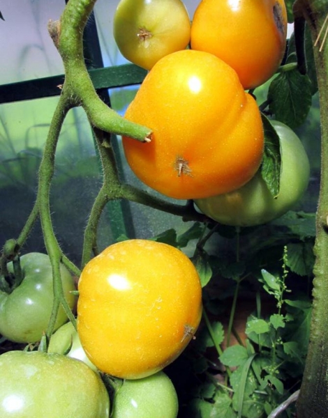 Сорта томатов хурма - характеристика и описание, отзывы, фото