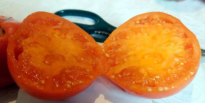 Сорта томатов хурма - характеристика и описание, отзывы, фото