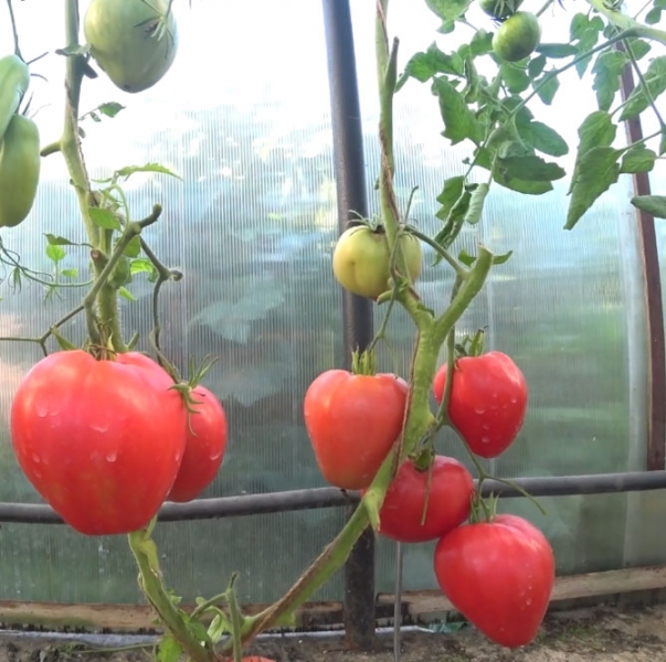 Сорта томатов Мазарини - характеристика и описание, фото, отзывы