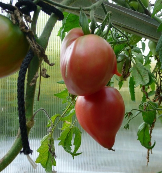 Сорта томатов Мазарини - характеристика и описание, фото, отзывы