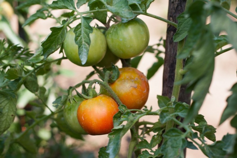 Безвкусный сорт томатов без запаха, который можно сажать только для красоты