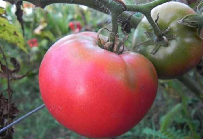 Безвкусный сорт томатов без запаха, который можно сажать только для красоты