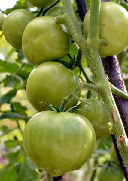 Сорта томатов сибирские раннеспелые - описание, урожайность, отзывы и фото