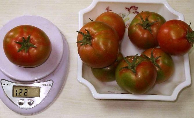 Сорта томатов сибирские раннеспелые - описание, урожайность, отзывы и фото