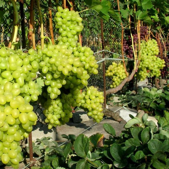 Виноград Лаура - описание и характеристики, морозостойкость, урожайность, отзывы