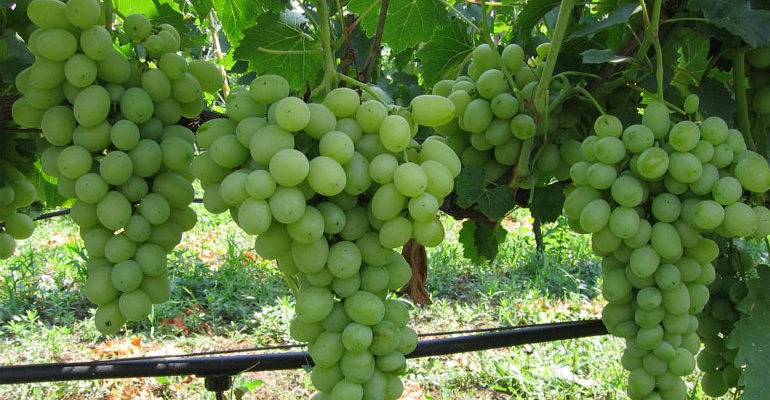 Сорт винограда Лора – описание и характеристики, морозостойкость, урожайность, отзывы
