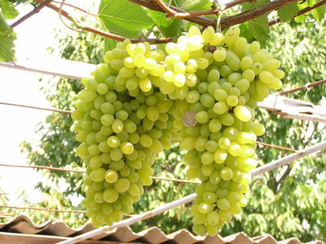 Виноград Лаура - описание и характеристики, морозостойкость, урожайность, отзывы
