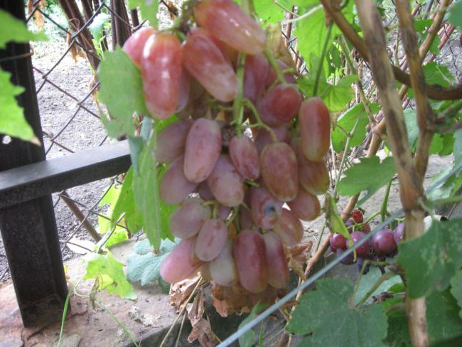 Трансформация винограда - фото и характеристика, морозостойкость, отзывы