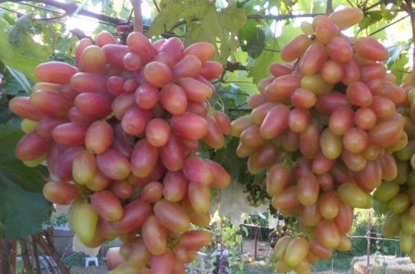 Сорт винограда Преображение – фото и характеристика, морозостойкость, отзывы