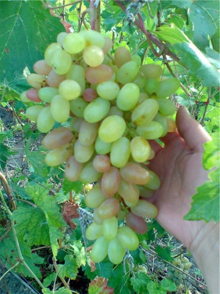 Трансформация винограда - фото и характеристика, морозостойкость, отзывы