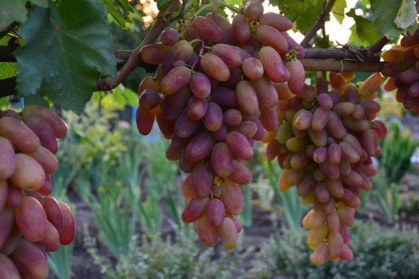 Виноград - Трансформация: основные характеристики и правила выращивания