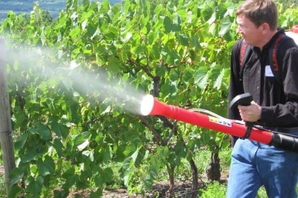 Виноград - Трансформация: основные характеристики и правила выращивания