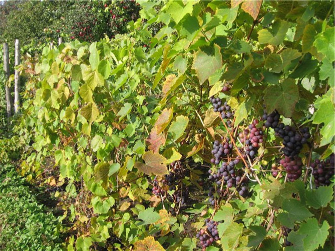 Виноградный восторг - описание и характеристика, фото, отзывы