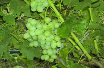 Сорт винограда Восторг – описание и характеристика, фото, отзывы