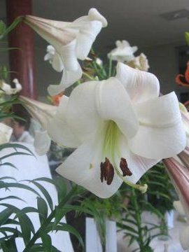 Сорта лилии - выращивание и использование