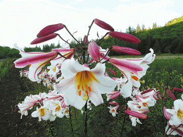 Сорта лилии - выращивание и использование