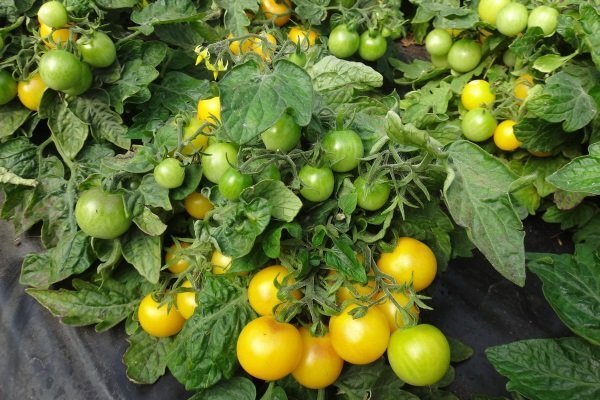 Низкорослые сорта томатов для выращивания в открытом грунте