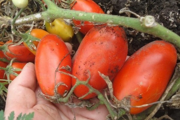 Низкорослые сорта томатов для выращивания в открытом грунте