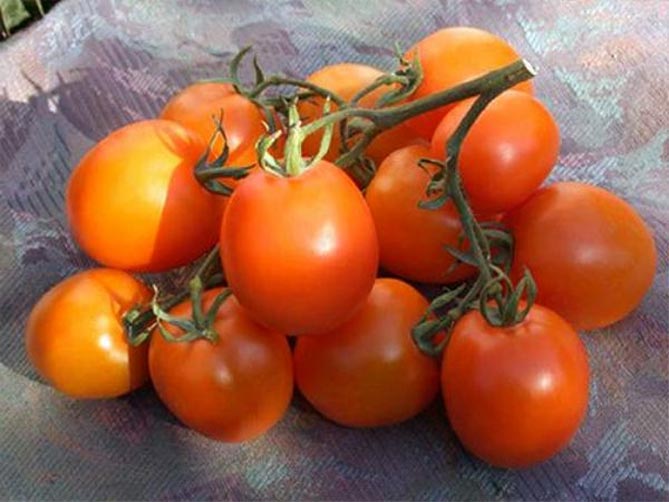 Сорта томатов Де Барао: характеристика, урожайность, фото и отзывы