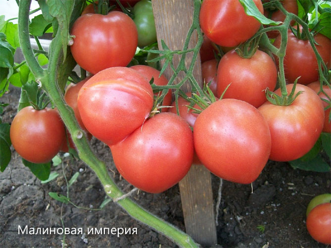 Сорта помидоров, лучшие для поликарбонатных, стеклянных, пленочных теплиц