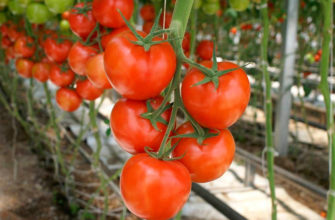 Сорта томатов, лучшие для теплиц из поликарбоната, стекла, пленки