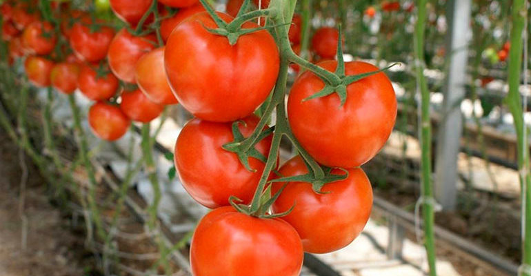 Сорта томатов, лучшие для теплиц из поликарбоната, стекла, пленки