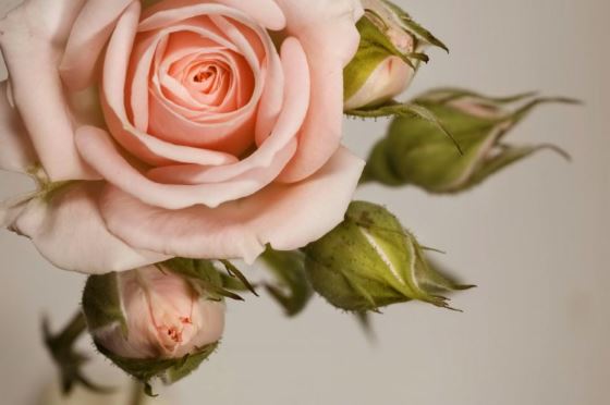 Как самому сделать розарий: как вырастить розу
