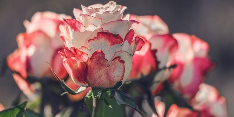 Создаём розарий сами: как выращивать розу
