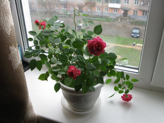 Как самому сделать розарий: как вырастить розу