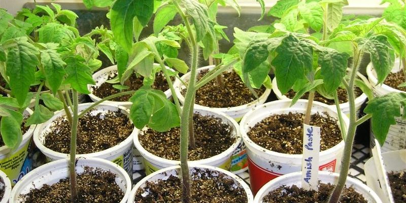 Создайте стресс своей рассаде помидор – и урожай утроится