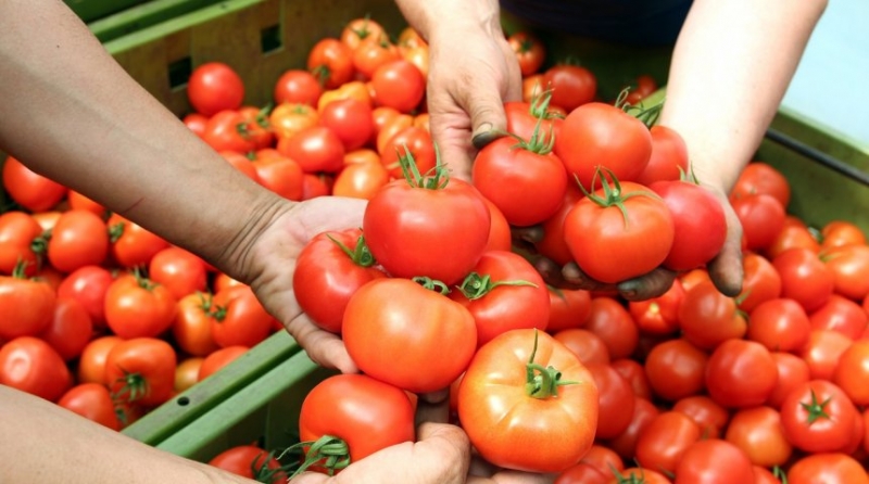 Подчеркните рассаду томатов - увеличьте урожай втрое
