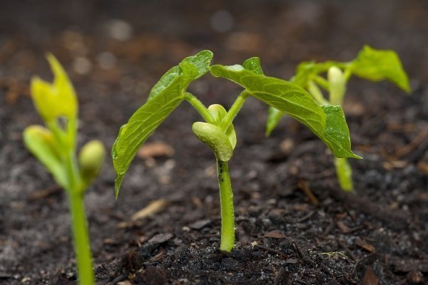 Фасоль спаржа: особенности выращивания и уход в открытом грунте