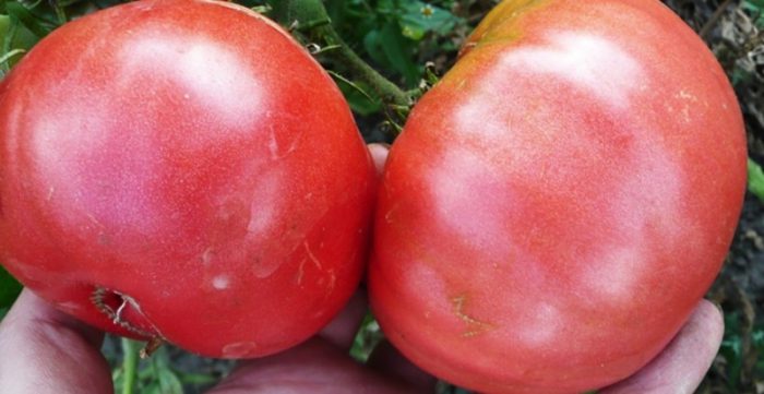 Список лучших сортов томатов