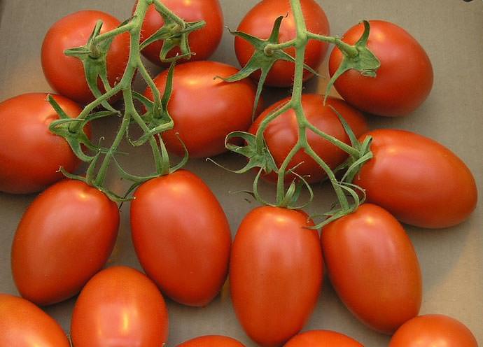 Список лучших сортов томатов
