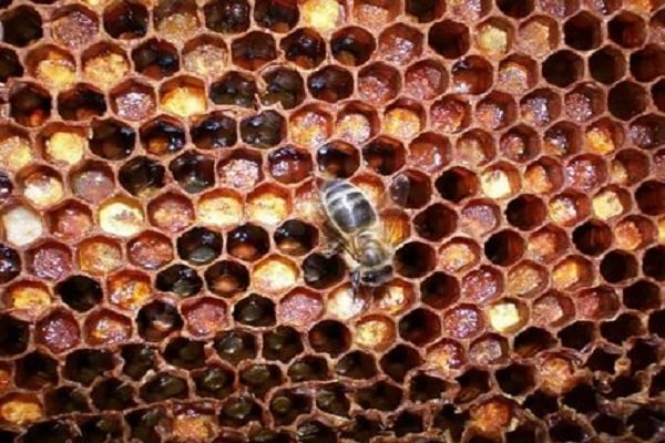 Способы и условия сохранения пчелы пчелы
