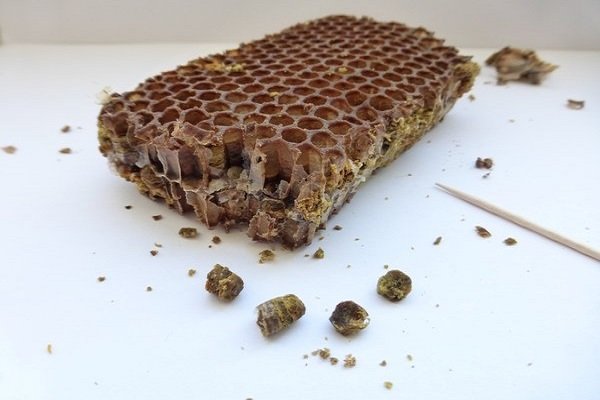 Способы и условия сохранения пчелы пчелы