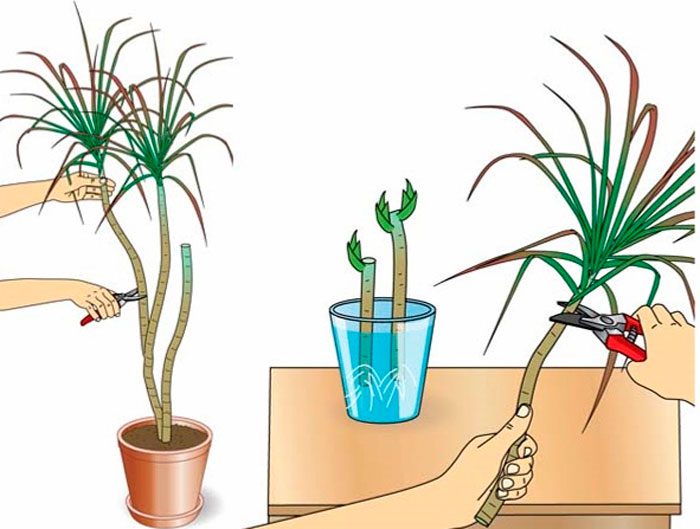 Способы разведения комнатных растений