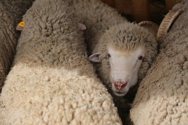 Способы, условия и правила осеменения овец
