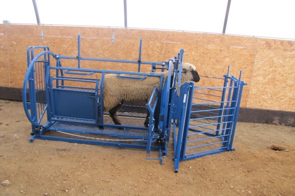Способы, условия и правила осеменения овец