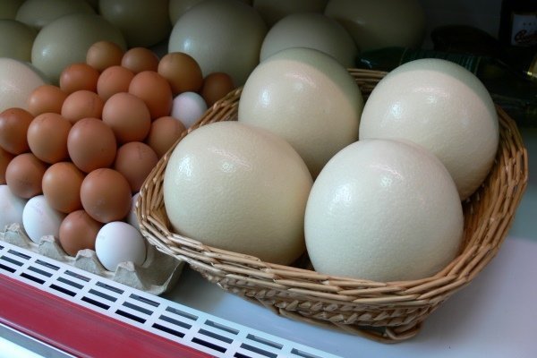 Страусиное яйцо: все характеристики полезного лакомства