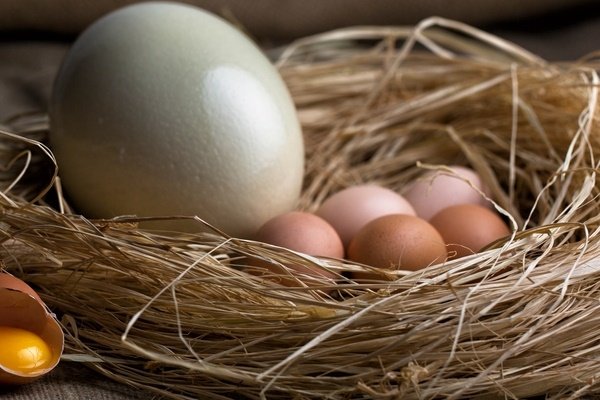 Страусиное яйцо: все характеристики полезного лакомства