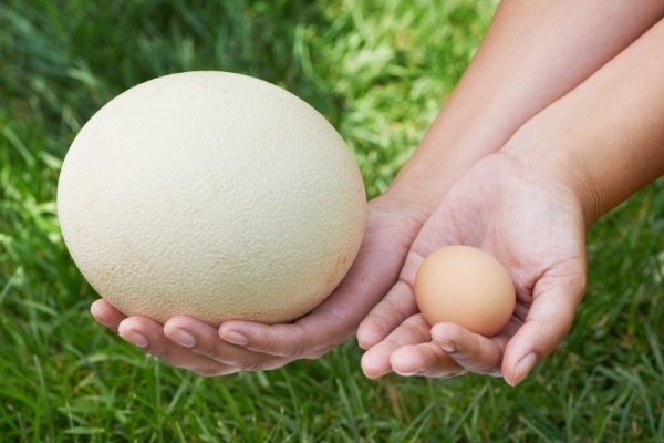 Страусиное яйцо: полная характеристика полезного деликатеса