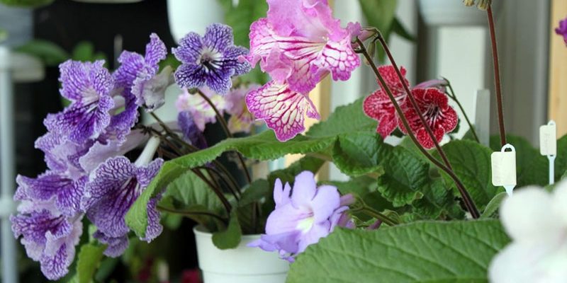 СТРЕПТОКАРПУС уход в домашних условиях, фото цветовы и выращивание: Размножение листом в домашних условиях