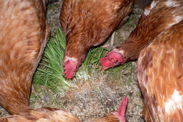 Суточное кормление курицы-несушки: нормы и подробный рацион на 1 день