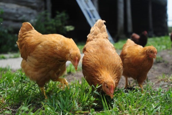 Суточное кормление курицы-несушки: нормы и подробный рацион на 1 день