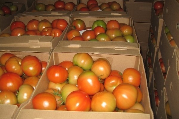 Таймыр - помидор для выращивания в регионах с более прохладным климатом