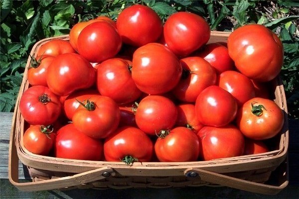 Таймыр - помидор для выращивания в регионах с более прохладным климатом