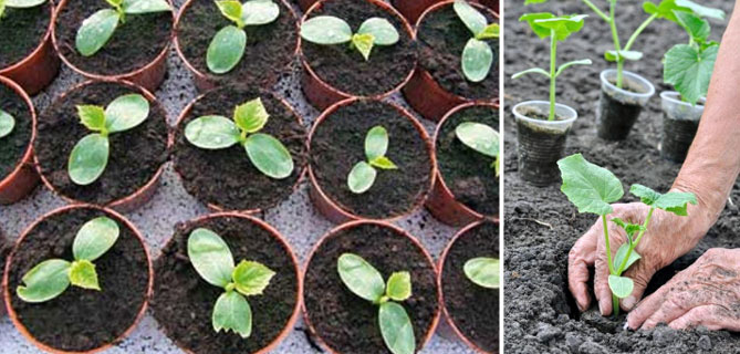 Технология выращивания огурцов в открытом грунте: посев и посадка рассады, подкормка, полив